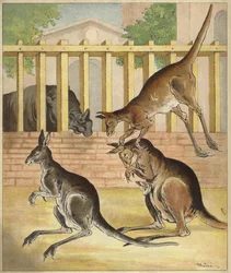 Kängurus spielen, mit beobachtendem Nashorn